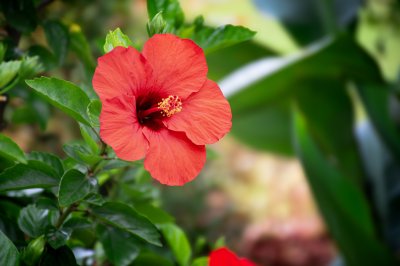 Lumineux red hibiscus gros plan sur un natural vert background