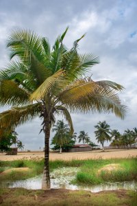 Tropical palmier et traditionnel plage à San Pedro, Côte d'Ivoire