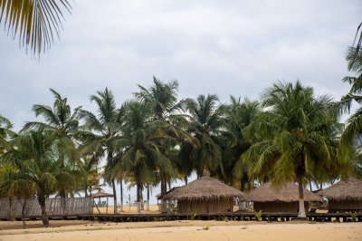 Traditionnel straw paillotes sous cocotiers sur un plage à Côte d'Ivoire