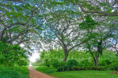 Verdant valley sous tropical trees - Soothing natural landscape