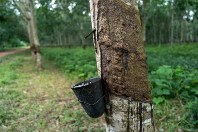 Collecte de latex or sève depuis trees – durable agriculture