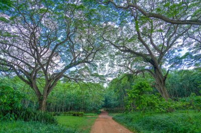 Natural allée sous un canopy de tropical trees – Verdant landscape à Africa