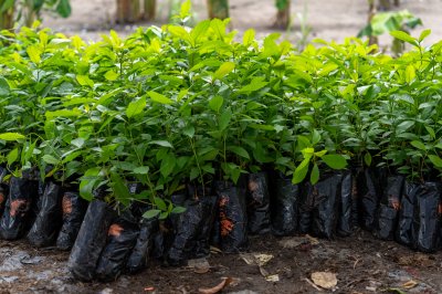 Cacao semis à nurseries – Agricultural production et durable cacao