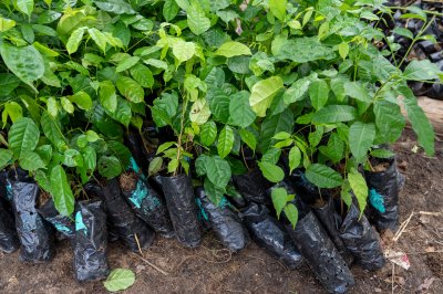 Cacao semis à sacs – pépinière et tropical agriculture