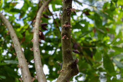Cacao tree tronc avec bourgeons – Beginning de cacao fructification