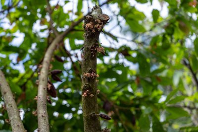 Cacao tree tronc avec fleur bourgeons – Beginning de cacao fructification