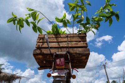 Transport de jeune plants – reboisement et tropical agroforesterie