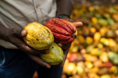 Cacao cabosse récolte – africain tropical agriculture