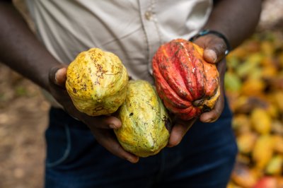 Mûr cacao cabosses à hand – Raw material de chocolat