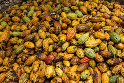 Pile de cacao cabosses – Abundant récolte à tropical agriculture