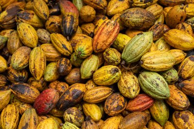 Multicolored cacao cabosses – Fruit diversity et ripeness