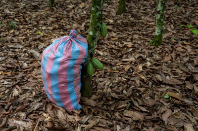 Protection de jeune plants à plantations – durable agriculture et replanting