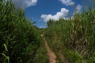 Agricultural sentier à un tropical zone – Rural chemin et preserved nature