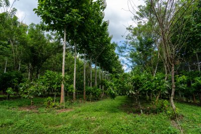 Tree plantation à rows – agroforesterie et tropical agriculture