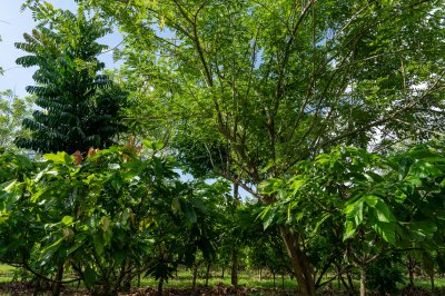 Mature cacao tree à un plantation – cacao tree à un tropical environment
