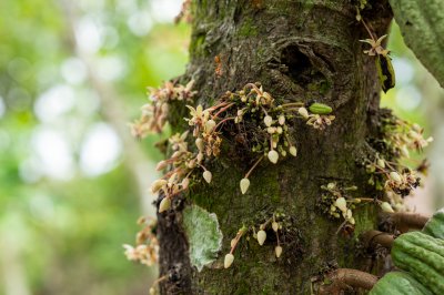 Cacao tree fleurs sur le tronc – cacao floraison