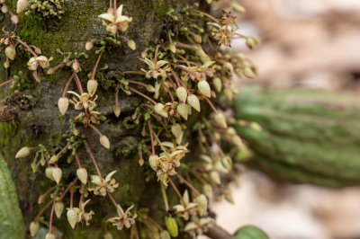 Detail de cacao fleurs – Botany et plant reproduction