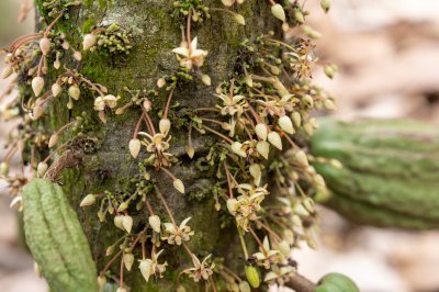 Dense floraison de le cacao tree – cacao production potential