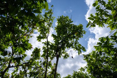 Cacao tree foliage sous un tropical ciel – Agricultural canopy