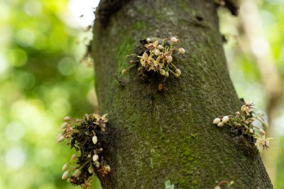 Cacao fleurs sur le tronc – floraison et reproduction de cacao