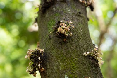Floraison de le cacao tree sur le tronc – un key stage à cacao production
