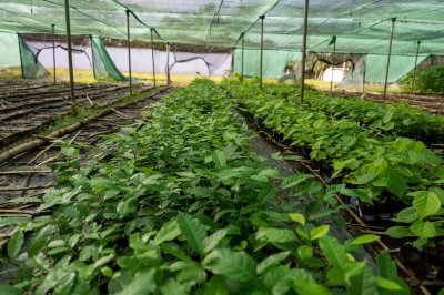 Pépinière de jeunes plants de cacaoyer – Préparation à la plantation