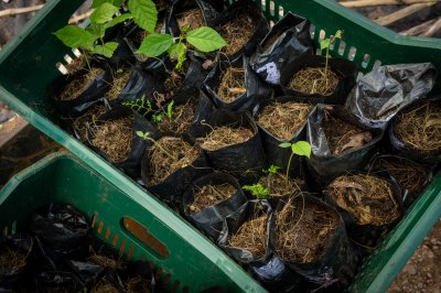 Cacao semis à sacs – reboisement et durable agriculture