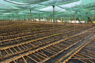 Pépinière tables sous ombrage structures – Plant production infrastructure