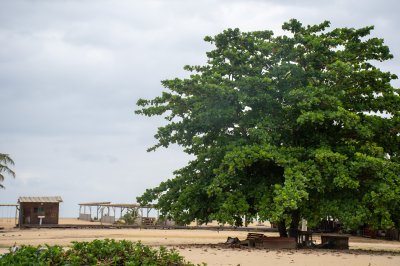 Large tropical tree sur un africain plage avec un wooden paillote – Côte d'Ivoire