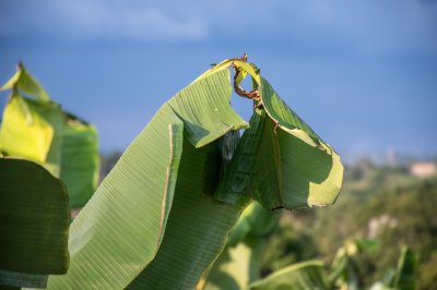 Tropical banana feuille sous sunlight – Africa