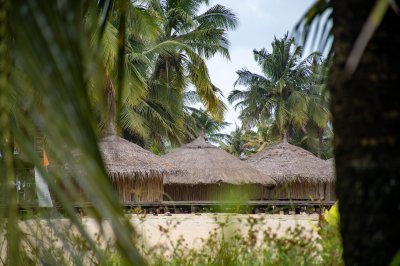 Traditionnel paillotes sous tropical palmiers – San Pedro, Côte d'Ivoire
