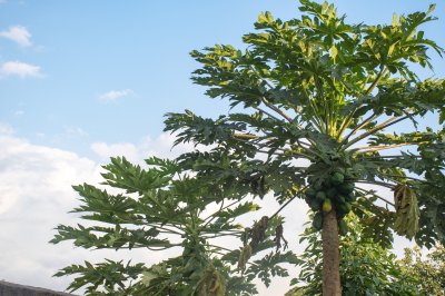 Tropical papaya tree laden avec fruit – Côte d'Ivoire