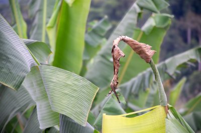 Dried banana feuille à le middle de un tropical field