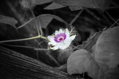Sauvage passion fleur à artistic black et white contrast