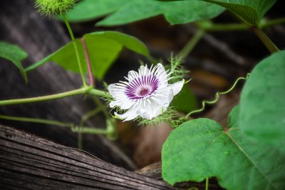 Tropical sauvage passion fleur à natural gros plan