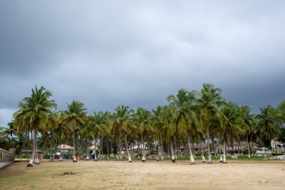 Line de tropical palmiers à San Pedro, Côte d'Ivoire