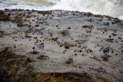 Sea crabs sur le coastal rochers de San Pedro, Côte d'Ivoire