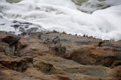 Sea crabs sur volcanic rochers face à le vagues – San Pedro, Côte d'Ivoire