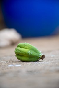 Small, fresh, unripe vert papaya – Natural tropical fruit