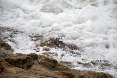 Sea crab sur rochers avec vagues et sea foam – tropical nature photography