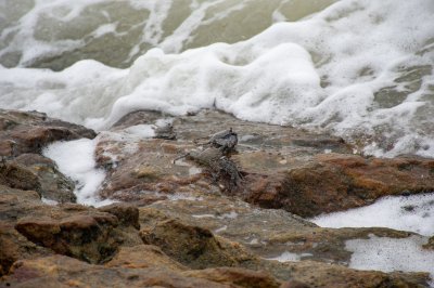 Sea crabs sur rochers avec wave foam – océan nature photography