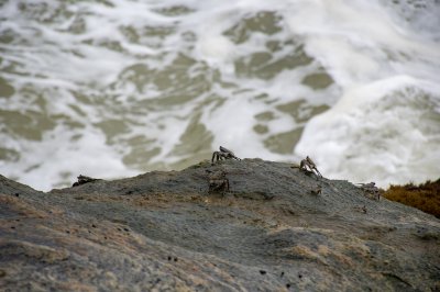 Sea crabs sur rochers face à vagues – Coastal wildlife