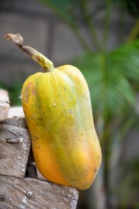 Fresh mûr papaya – Sweet et juicy tropical fruit