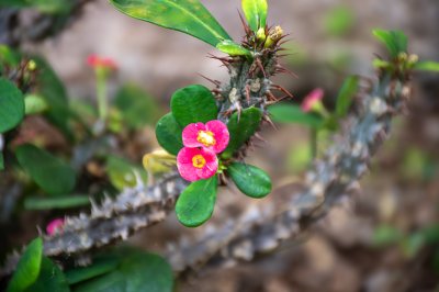 Euphorbia milii (Christ's crown) fleur – Pink fleur et tropical thorns