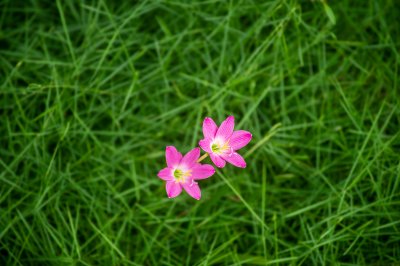 Two delicate pink fleurs sur un vert backdrop
