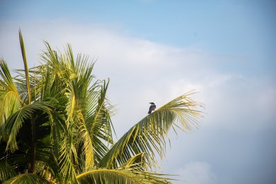Oiseau perchés sur un tropical palmier sous un ciel bleu