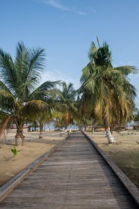 Tropical perspective Wooden allée entre palmiers towards le plage