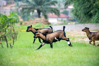 Africain chèvres running sur vert grass