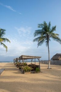 Wooden paillotes et palmiers sur San Pedro plage, Côte d'Ivoire