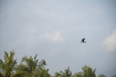 Oiseau en vol sur palmiers – Côte d'Ivoire